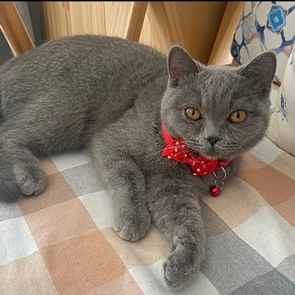 Pet Polka Dot Bowtie Collar With Bell For Medium Small Dogs Cats, Adjustable